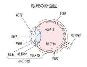 硝子体手術とは