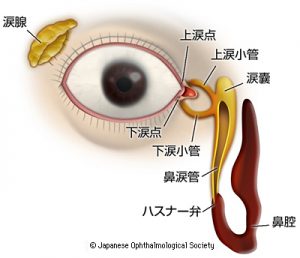 涙の産生と排出